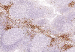 IHC on the Parhelia Spatial Station