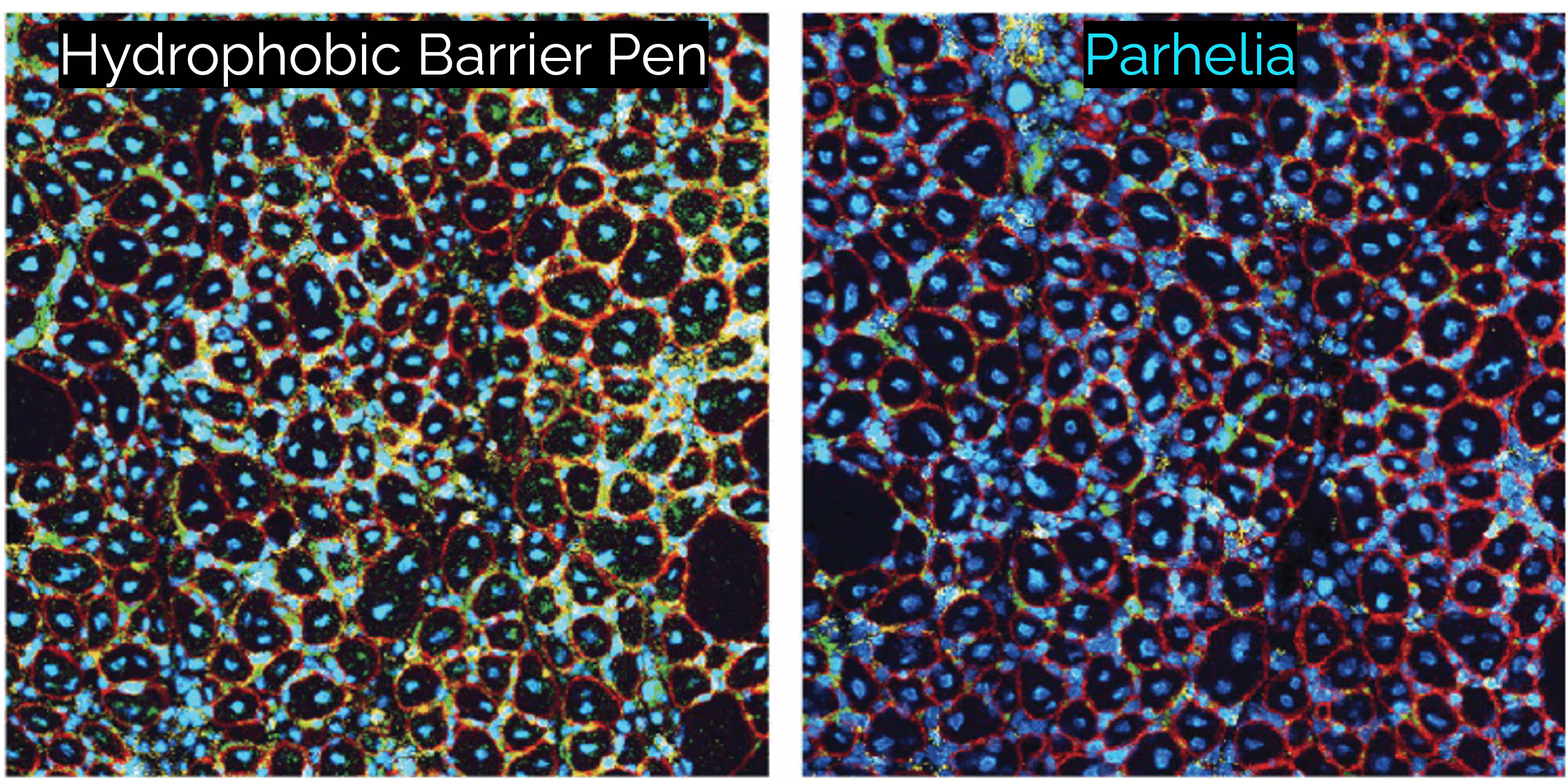 IMC on the Parhelia Spatial Station