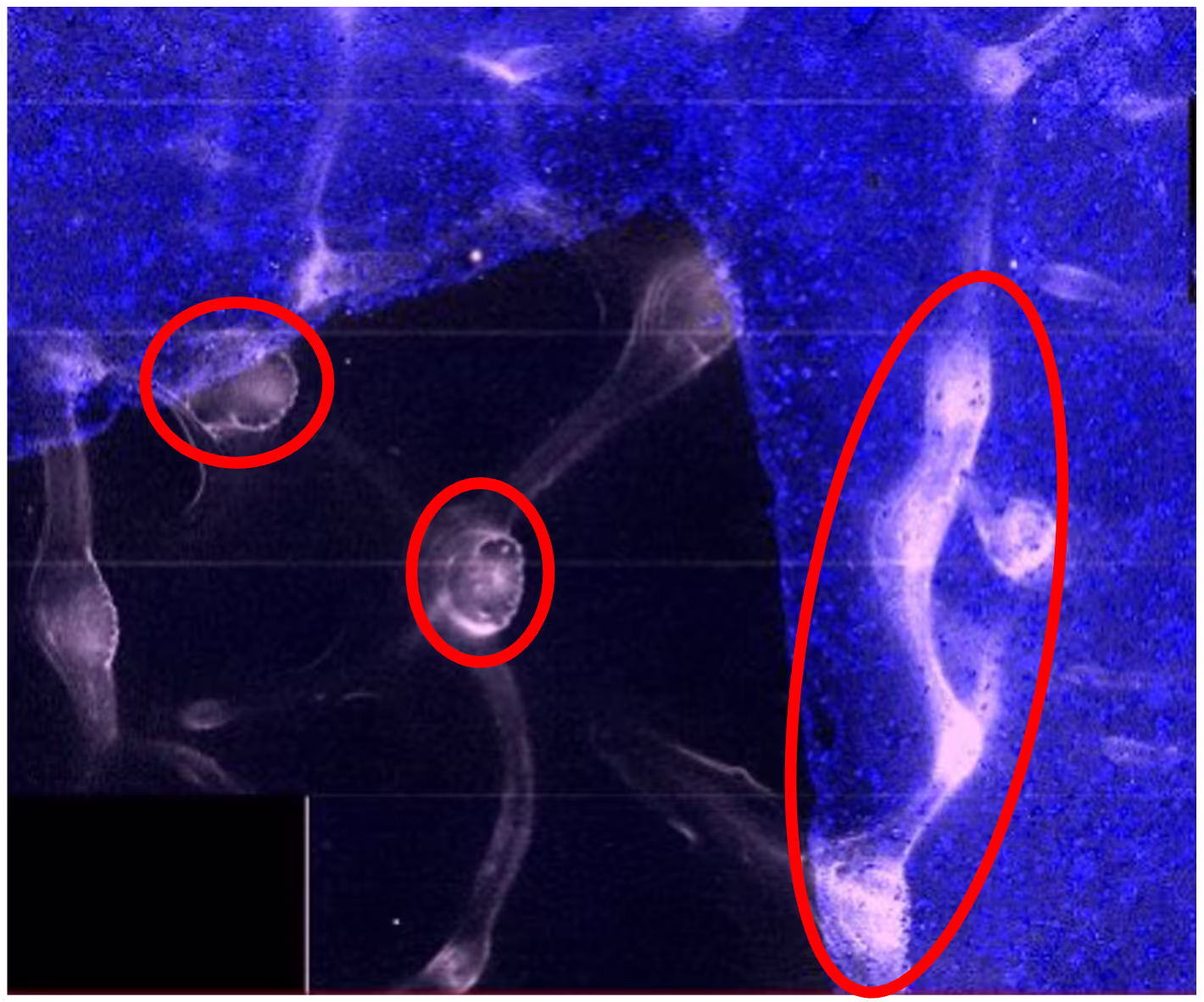 Parhelia Dewax Reagent: Dewax with xylenes (15 min x 2). Autofluorescence due to incomplete dewaxing