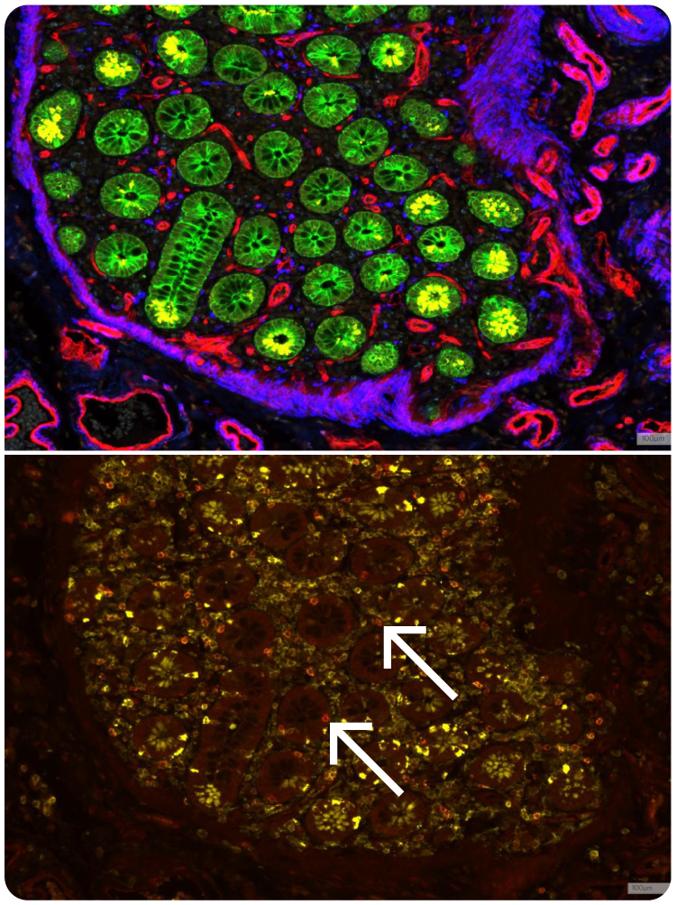 Skylab™ Dewax and HIER Kit: Competitor dewax / HIER. Autofluorescence in the red channel