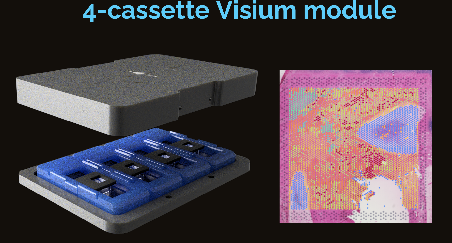10x Visium on the Parhelia Spatial Station
